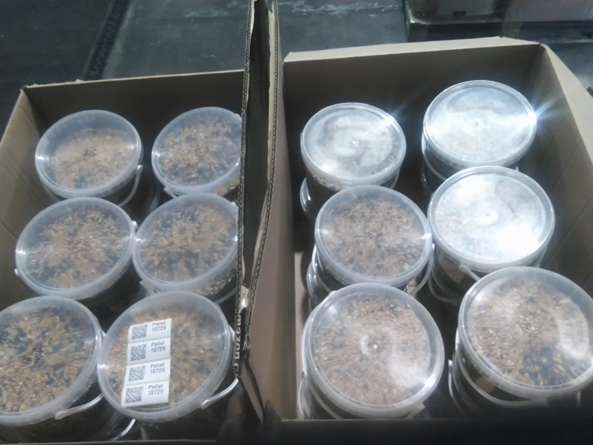 Pallet 10729